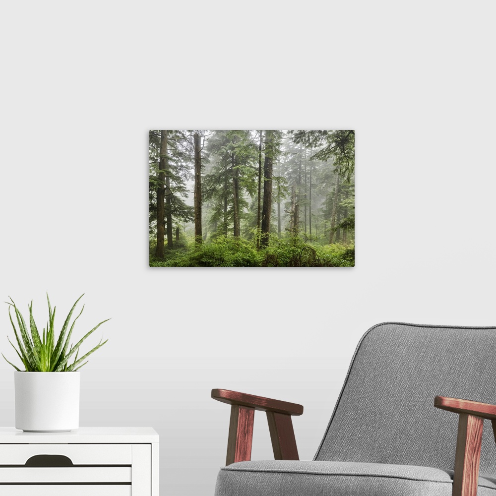 A modern room featuring The beautiful forests on the Oregon Coast with fog.