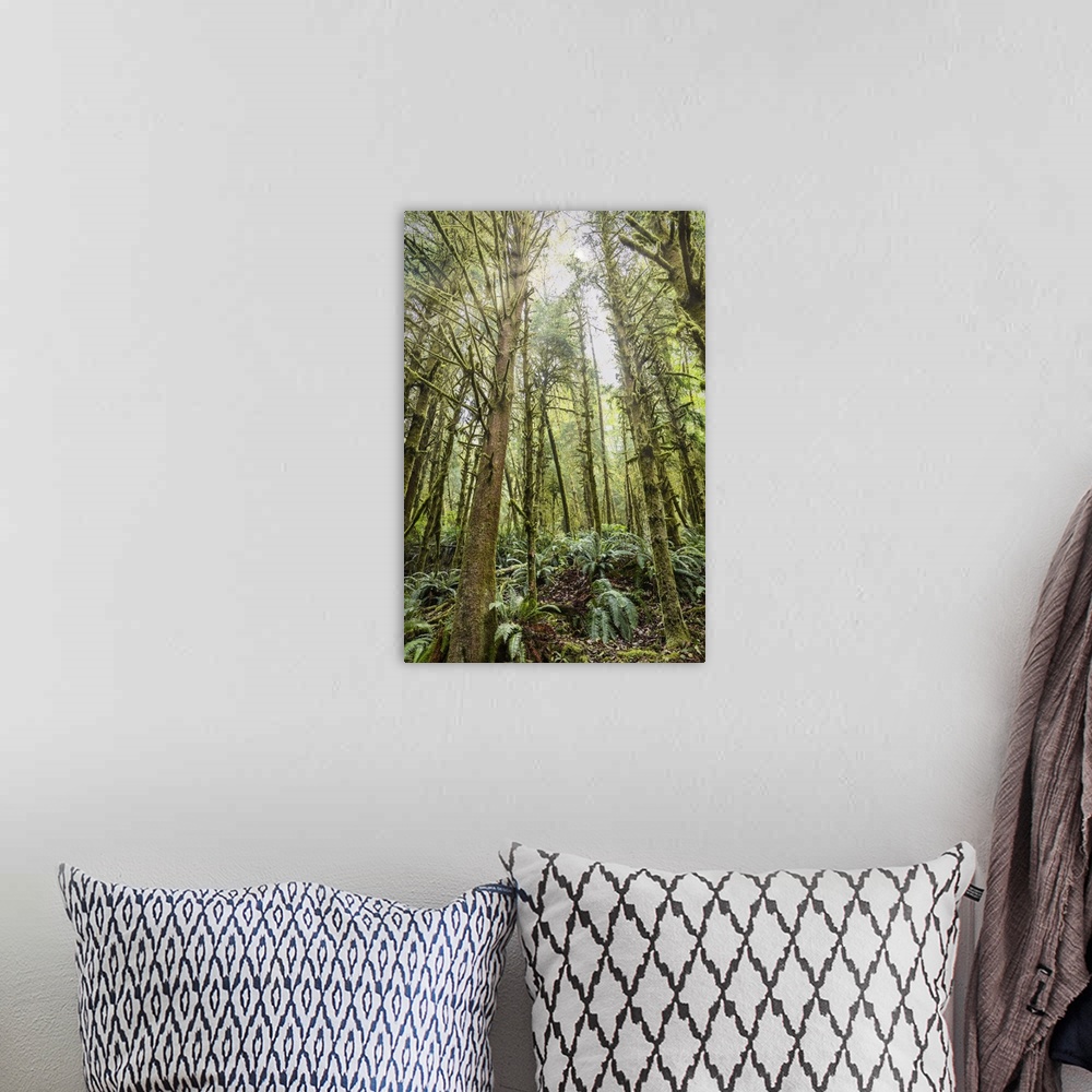 A bohemian room featuring The forest of Ecola State Park on the Oregon Coast.