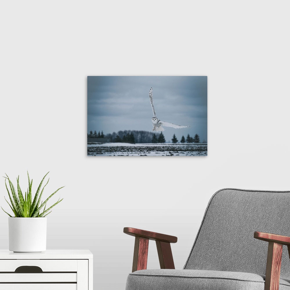 A modern room featuring The Snowy Owls of Canada