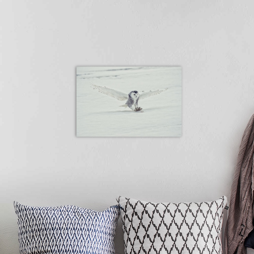 A bohemian room featuring The Snowy Owls of Canada