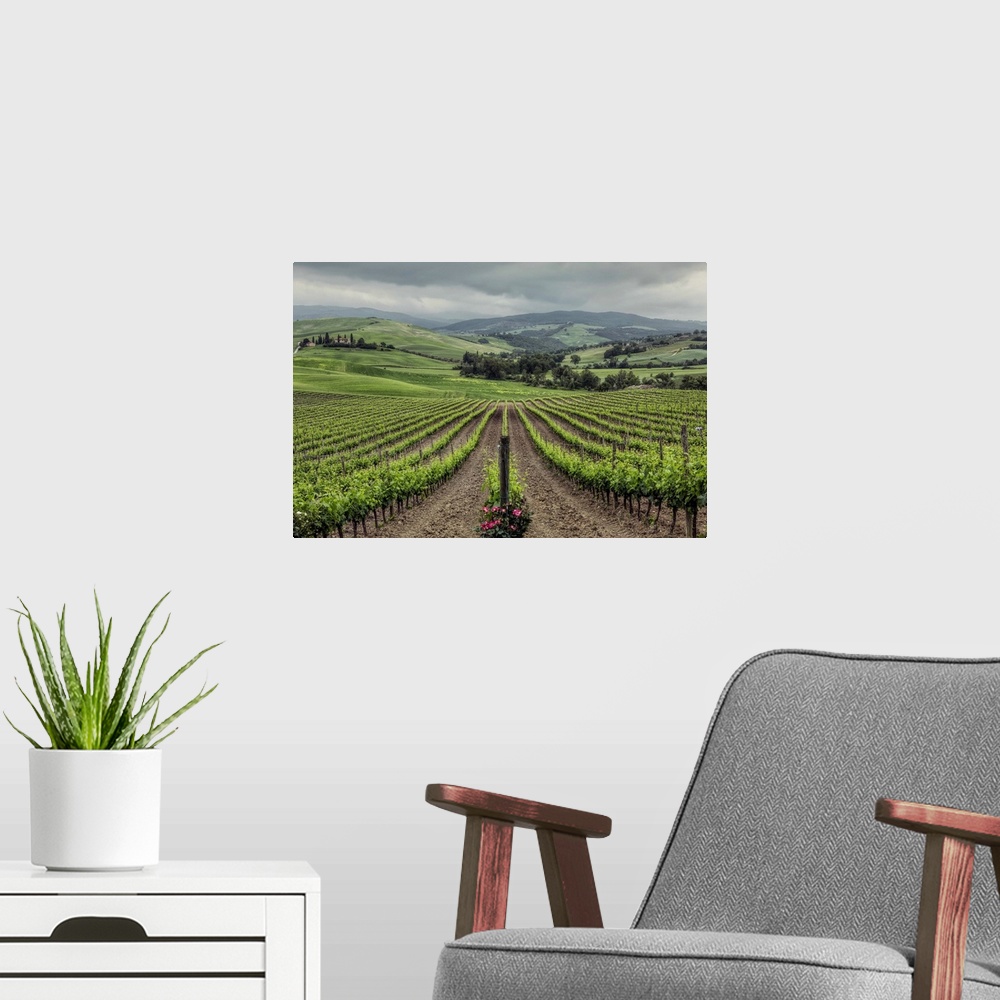 A modern room featuring The Vineyards of Tuscany, Italy.
