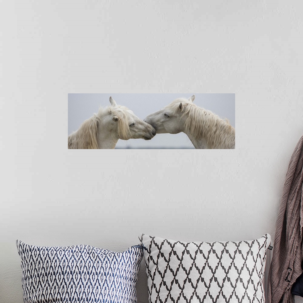 A bohemian room featuring The white horses of the Camargue