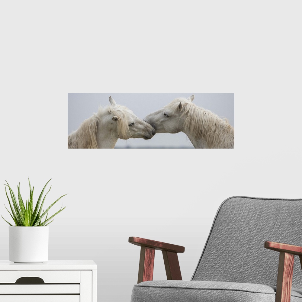 A modern room featuring The white horses of the Camargue