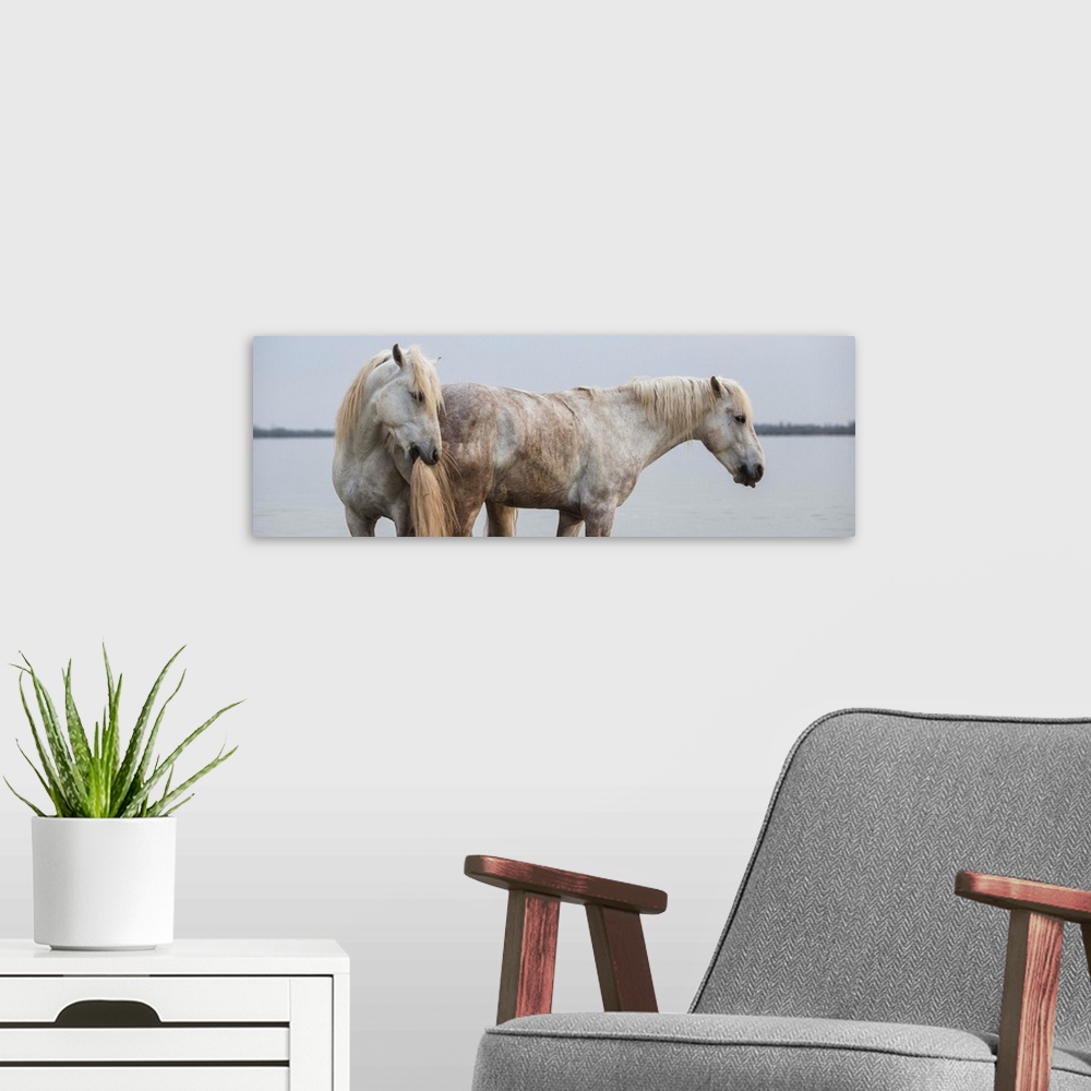 A modern room featuring The white horses of the Camargue