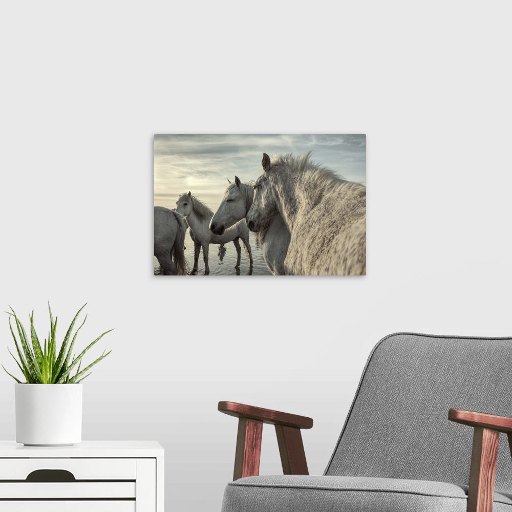 A modern room featuring The White Horses of the Camargue by the water in the South of France.