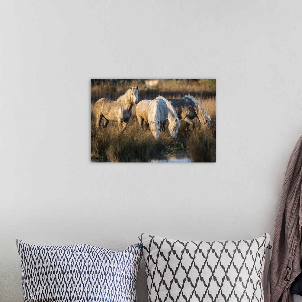 A bohemian room featuring The White Horses of the Camargue by the water in the South of France
