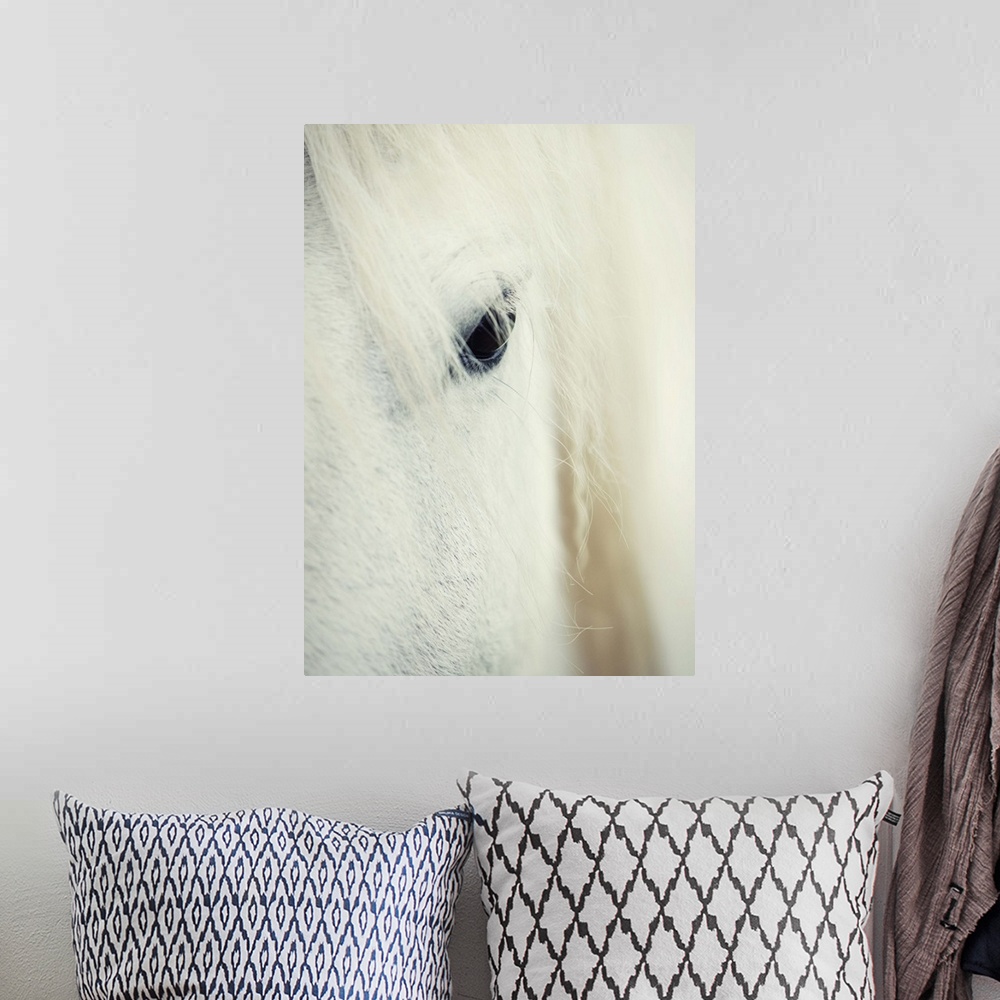 A bohemian room featuring The white horses of the Camargue in the south of France