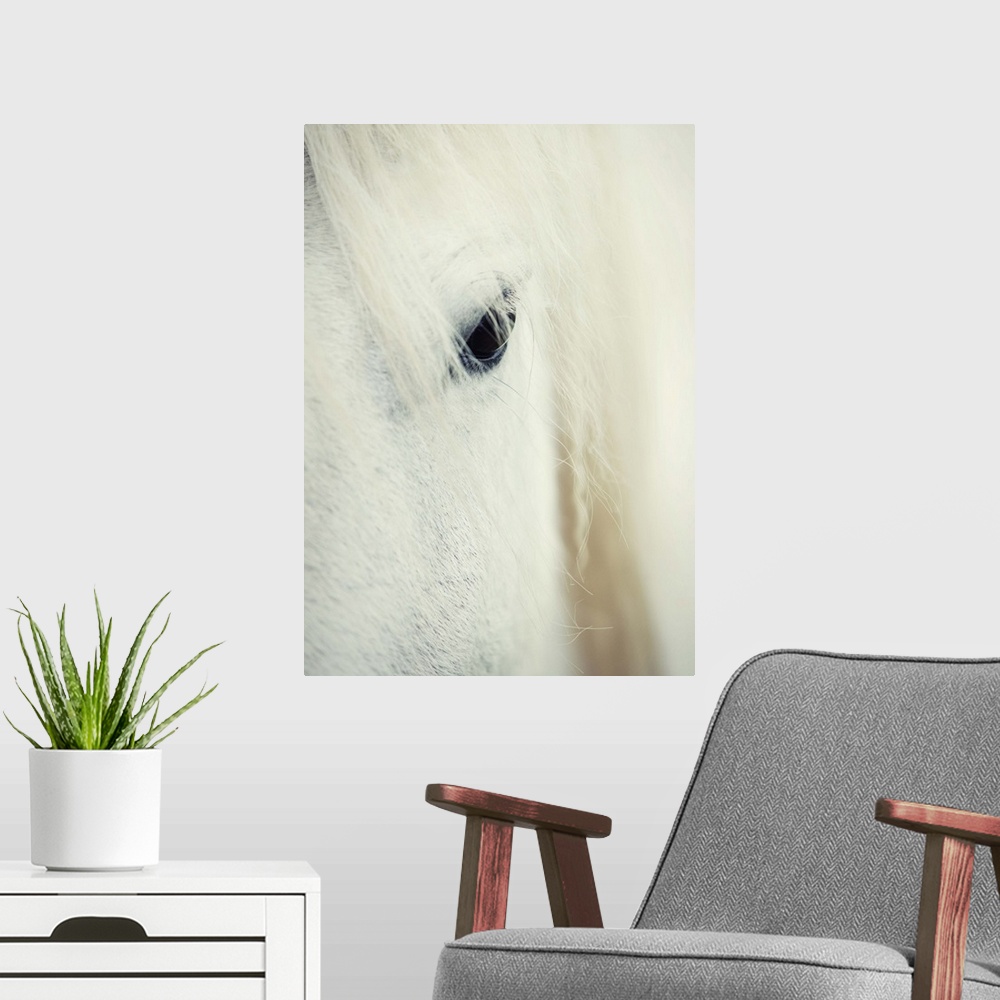 A modern room featuring The white horses of the Camargue in the south of France