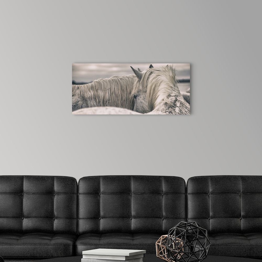 A modern room featuring The white horses of the Camargue in the south of France