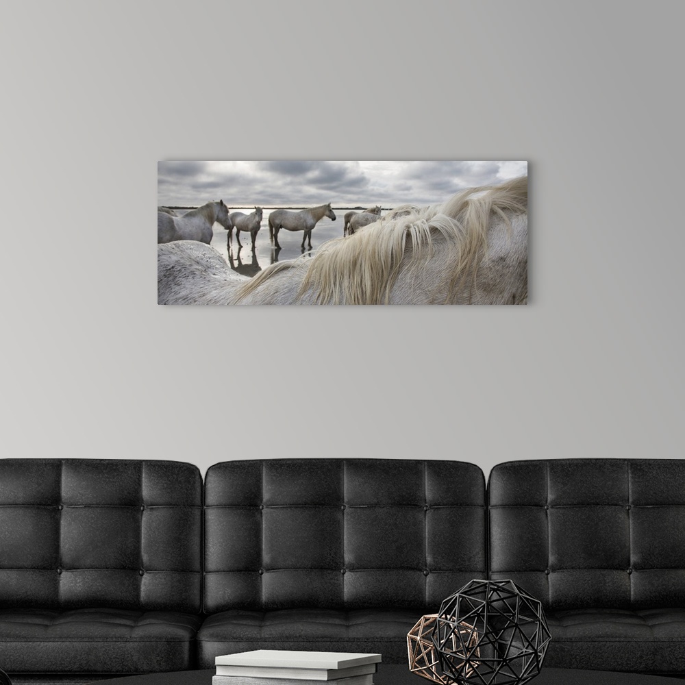 A modern room featuring The White Horses of the Camargue in the water in the South of France