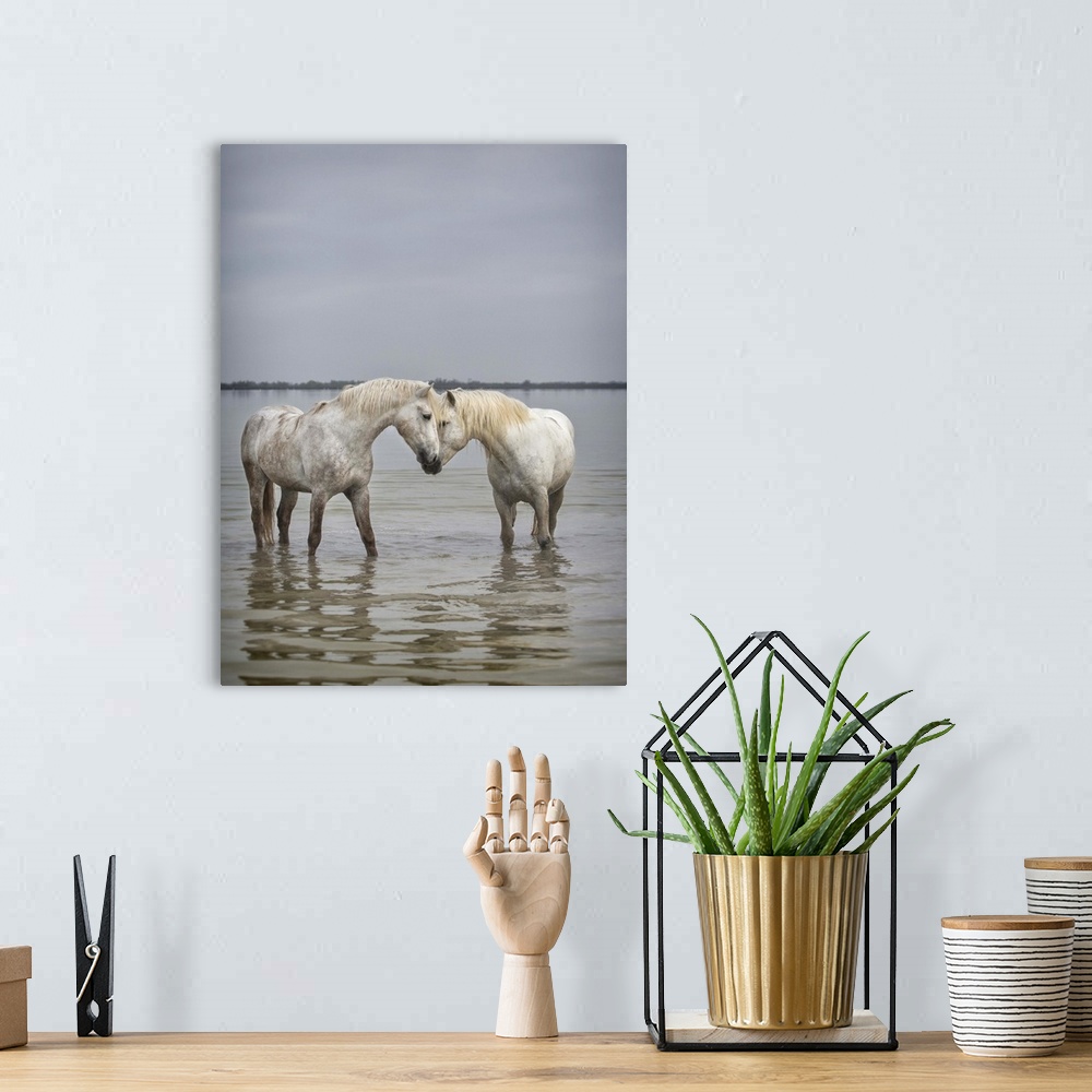 A bohemian room featuring The White Horses of the Camargue in the water in the South of France