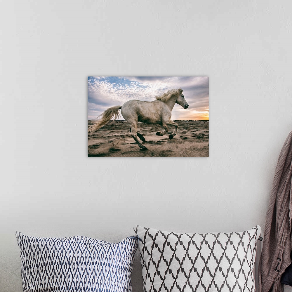 A bohemian room featuring The white horses of the Camargue on the beach in the south of France