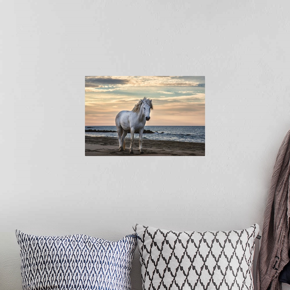 A bohemian room featuring The white horses of the Camargue on the beach in the south of France