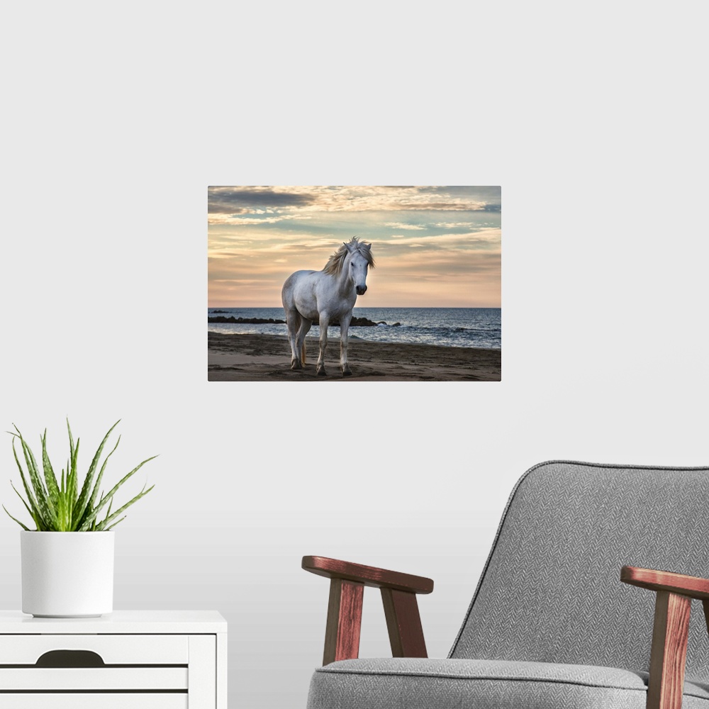 A modern room featuring The white horses of the Camargue on the beach in the south of France