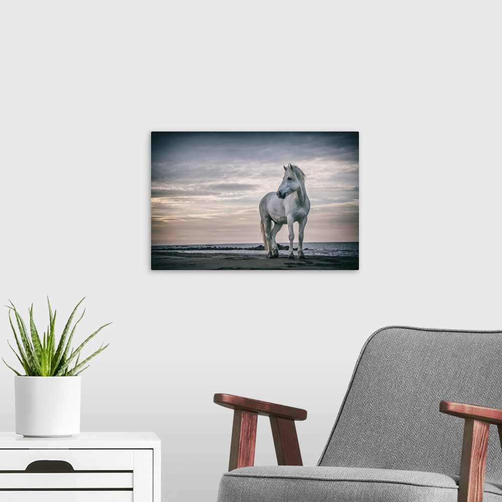 A modern room featuring The white horses of the Camargue on the beach in the south of France