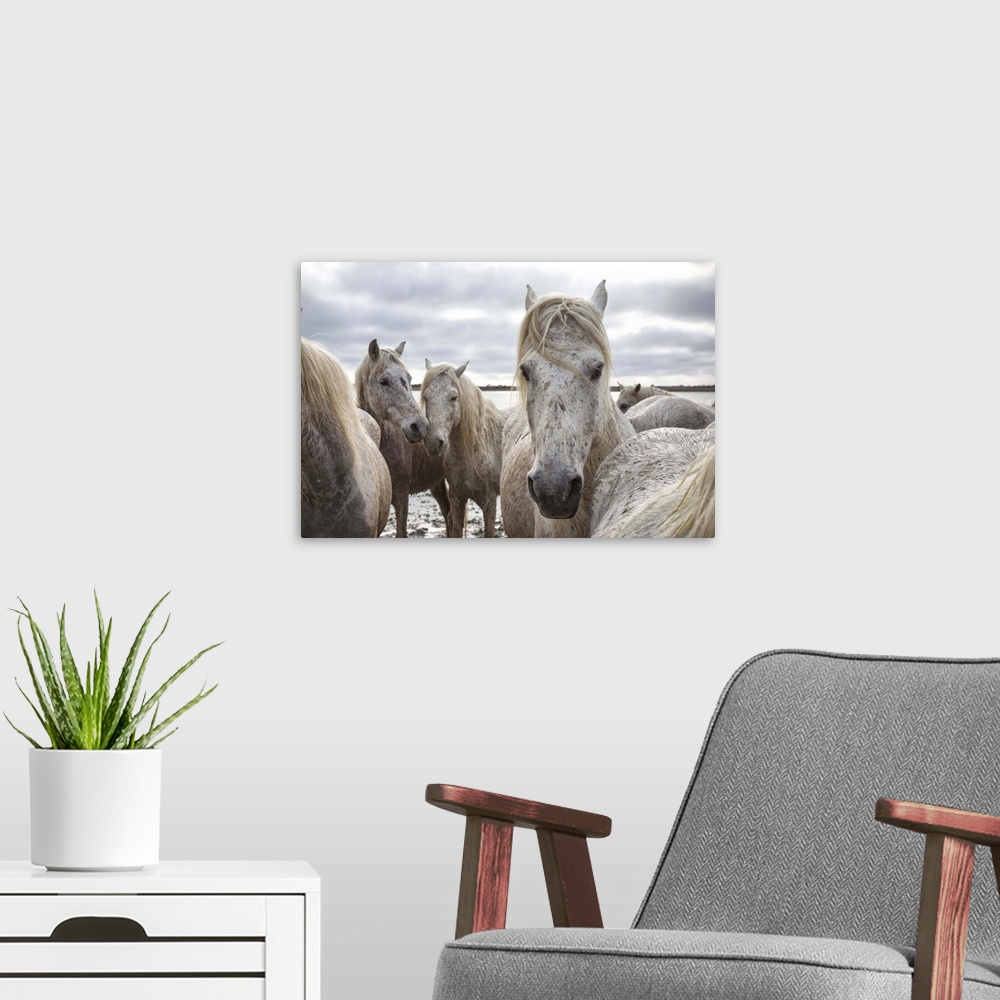 A modern room featuring The White Horses of the Camargue on the shoreline in the South of France