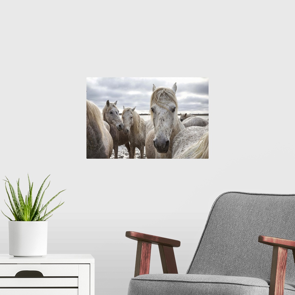 A modern room featuring The White Horses of the Camargue on the shoreline in the South of France