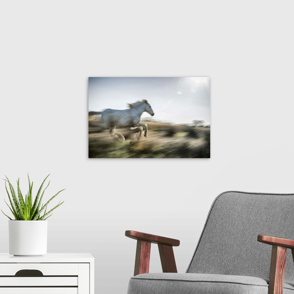 A modern room featuring The white horses of the Camargue running in the south of France