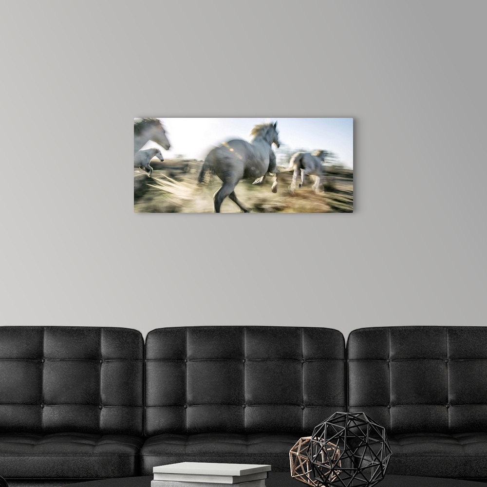 A modern room featuring The white horses of the Camargue running in the south of France