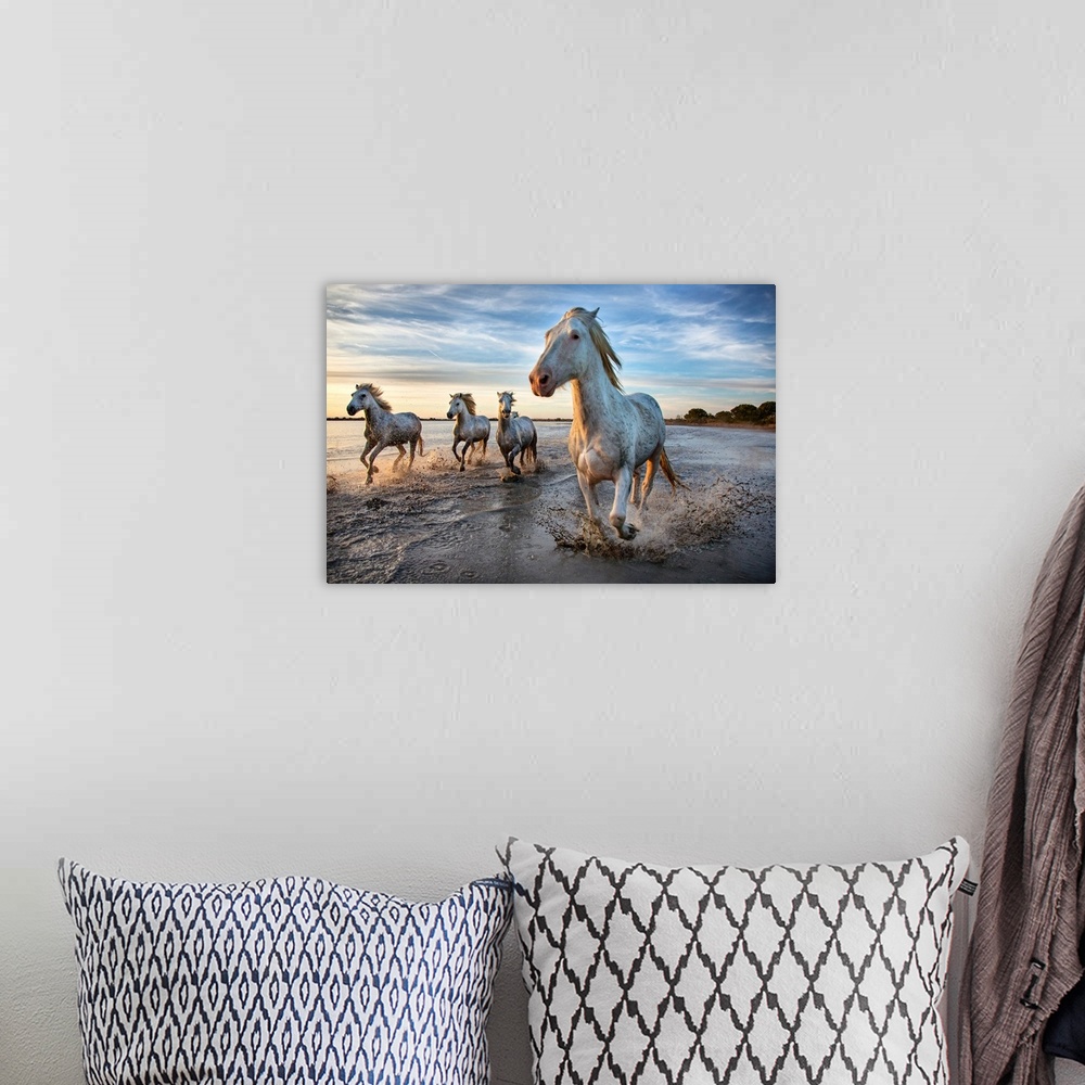 A bohemian room featuring The White Horses of the Camargue running in the water, Southern France.