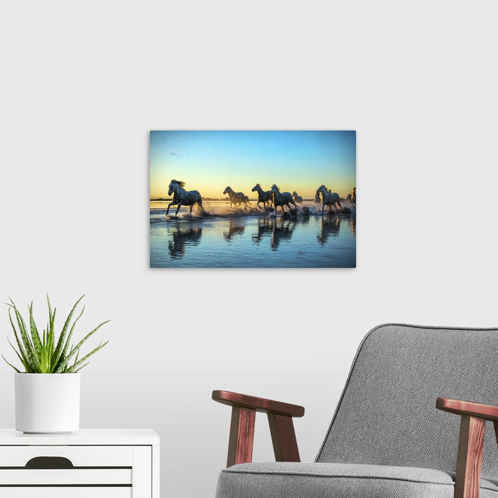 A modern room featuring The White Horses of the Camargue running in the water, Southern France.