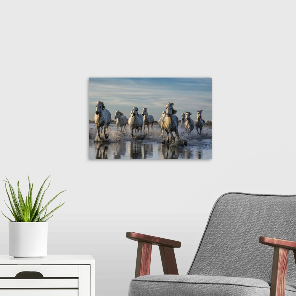 A modern room featuring The White Horses of the Camargue running in the water, Southern France.