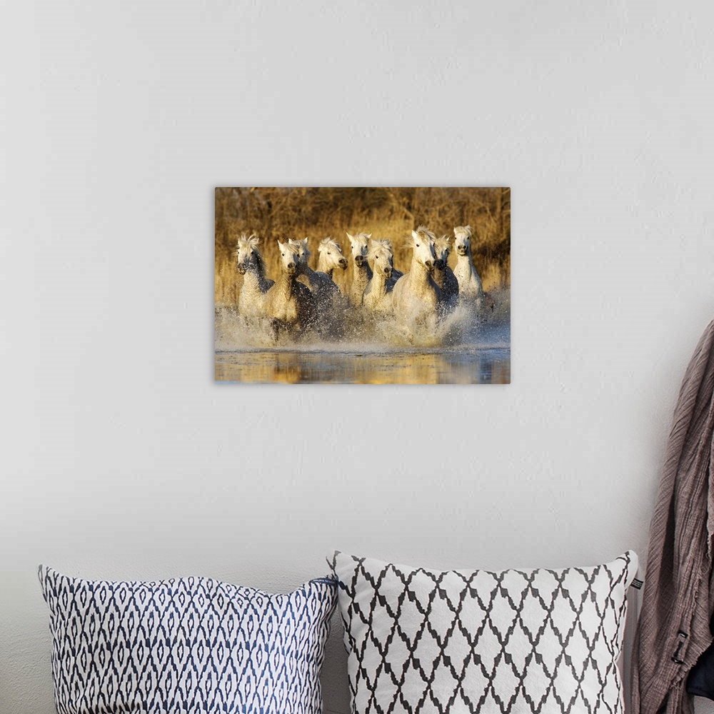 A bohemian room featuring The White Horses of the Camargue running in the water in the south of France