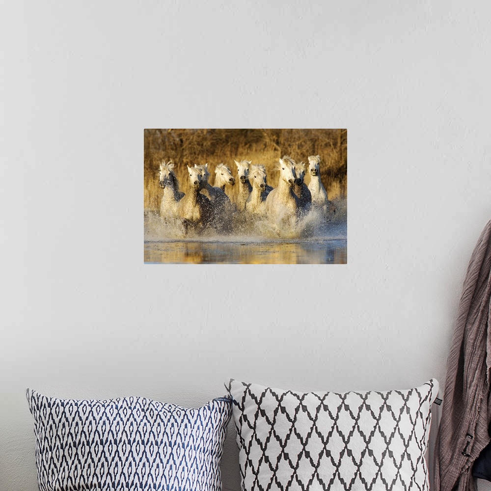 A bohemian room featuring The White Horses of the Camargue running in the water in the south of France