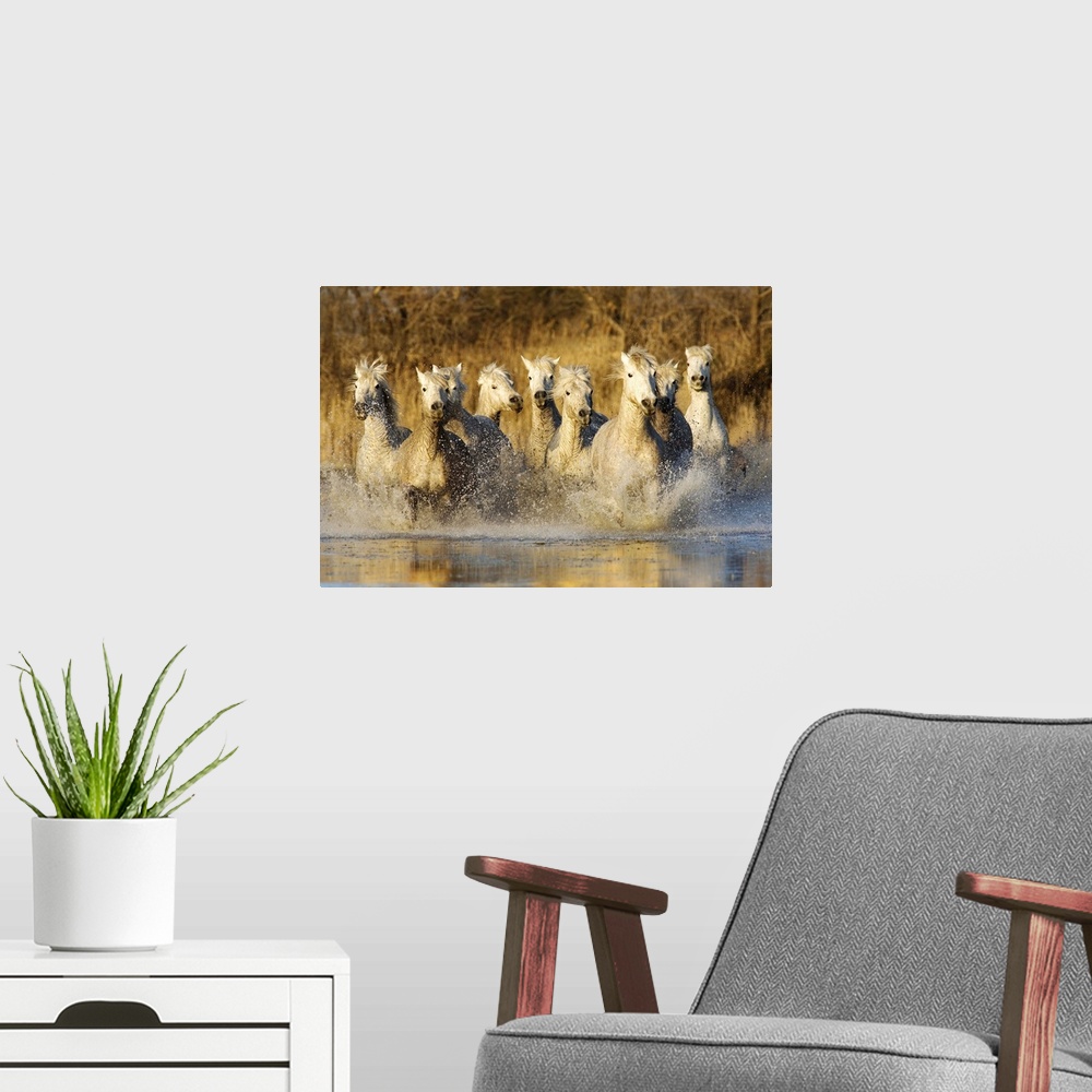 A modern room featuring The White Horses of the Camargue running in the water in the south of France