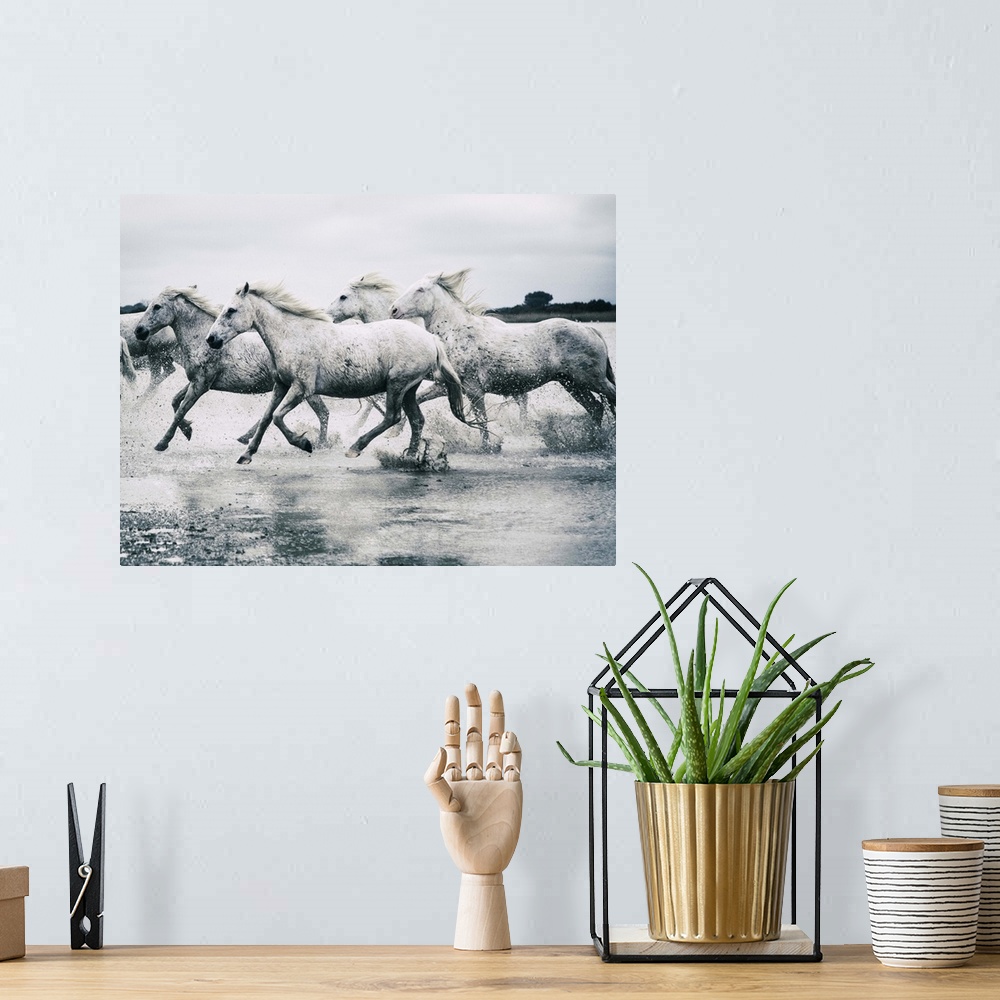 A bohemian room featuring The White Horses of the Camargue running in the water in the South of France
