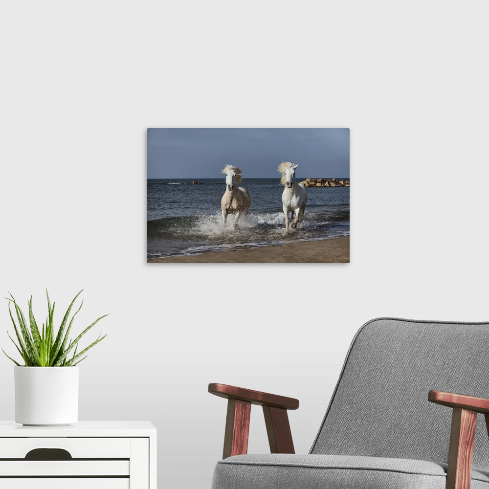 A modern room featuring The White Horses of the Camargue running in the water in the South of France