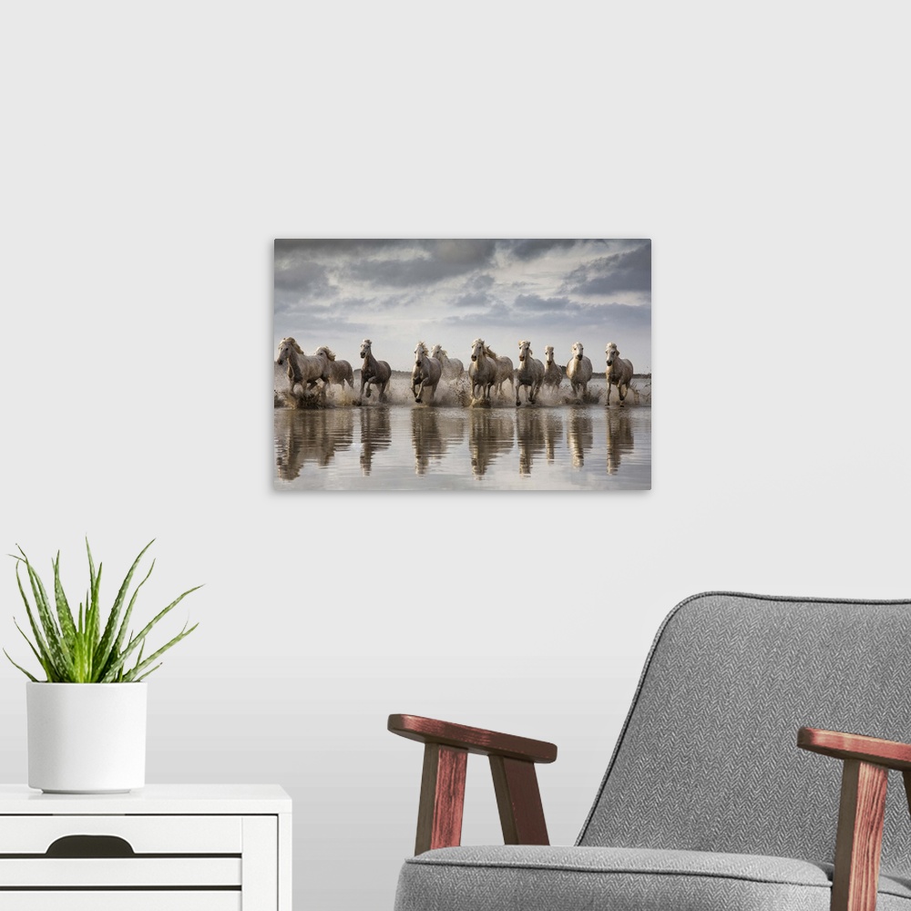 A modern room featuring The White Horses of the Camargue running in the water in the South of France