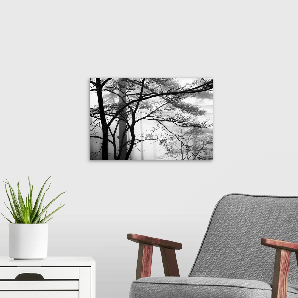 A modern room featuring This monochromatic landscape photograph of leafless trees growing in the mist is for the contempo...