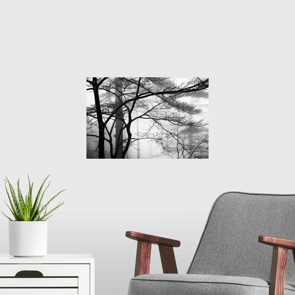A modern room featuring This monochromatic landscape photograph of leafless trees growing in the mist is for the contempo...