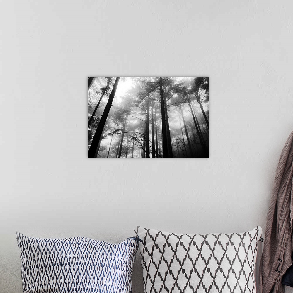 A bohemian room featuring Large, landscape photograph taken from a low angle of tall trees in the fog of the Yellow Mountai...