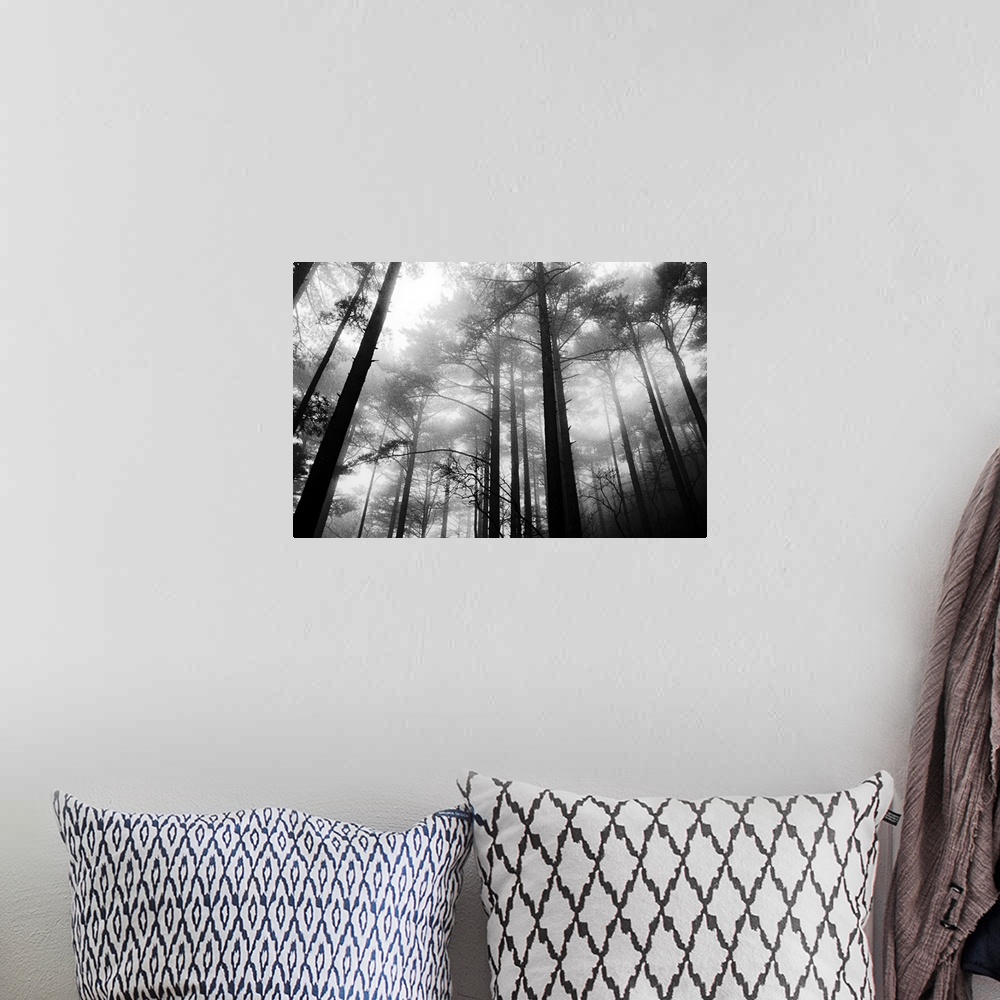 A bohemian room featuring Large, landscape photograph taken from a low angle of tall trees in the fog of the Yellow Mountai...