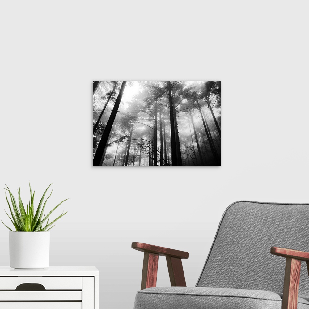 A modern room featuring Large, landscape photograph taken from a low angle of tall trees in the fog of the Yellow Mountai...