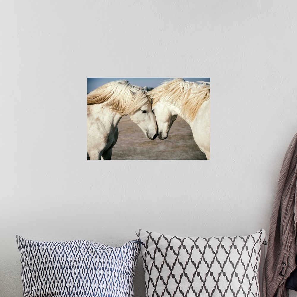A bohemian room featuring Two Camargue horses loving on each other in the south of France