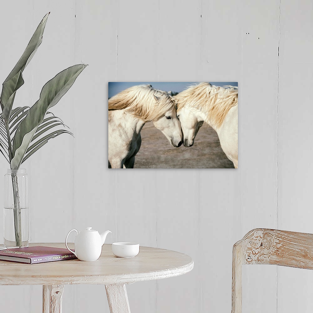 A farmhouse room featuring Two Camargue horses loving on each other in the south of France