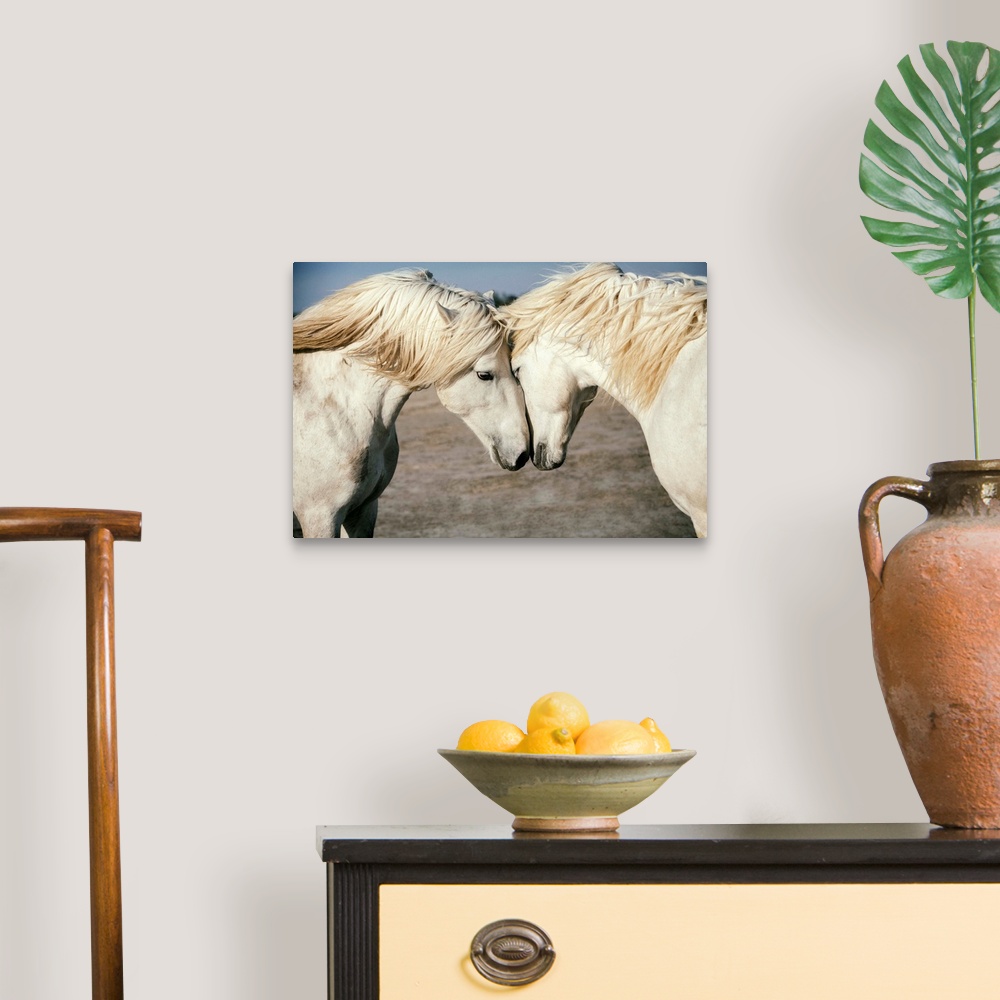 A traditional room featuring Two Camargue horses loving on each other in the south of France