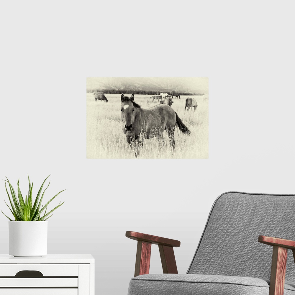 A modern room featuring Large photograph displays a group of broncos grazing in a field of high grass at the base of a mo...