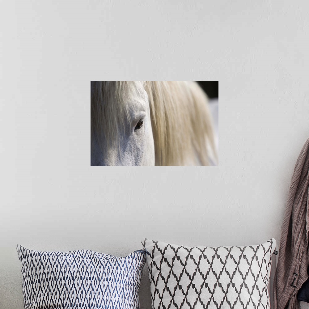 A bohemian room featuring Landscape, large, close up photograph of part of a white horse with a light mane.  The image incl...