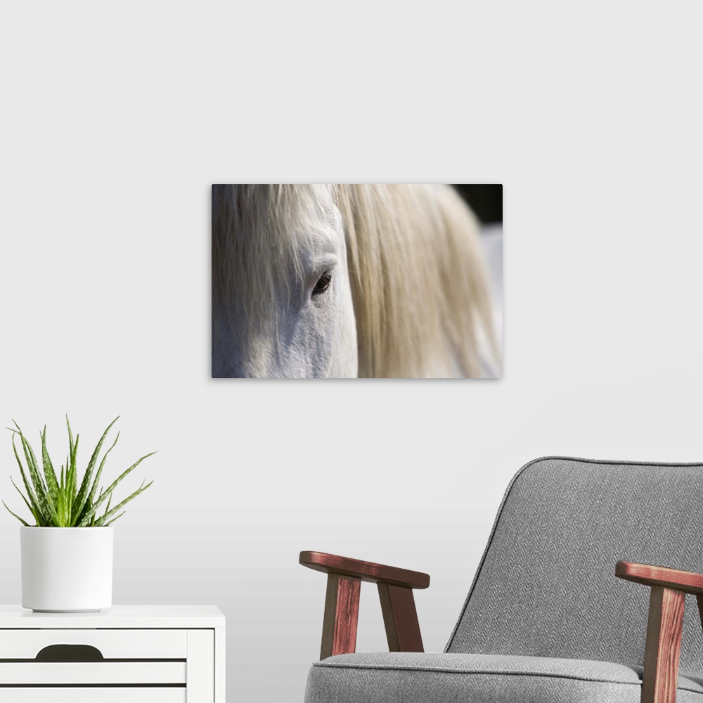 A modern room featuring Landscape, large, close up photograph of part of a white horse with a light mane.  The image incl...