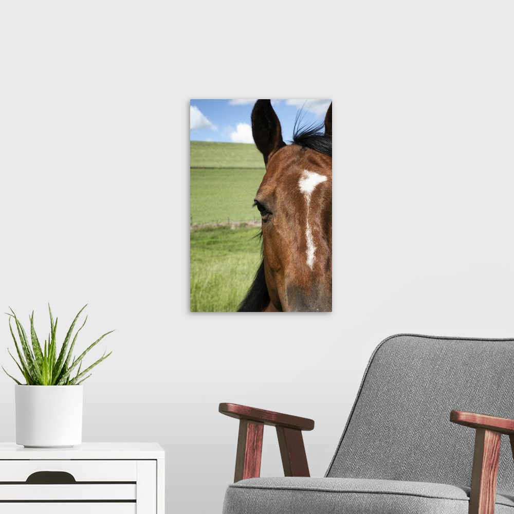 A modern room featuring Western Horse In The Palouse Region Of Washington State