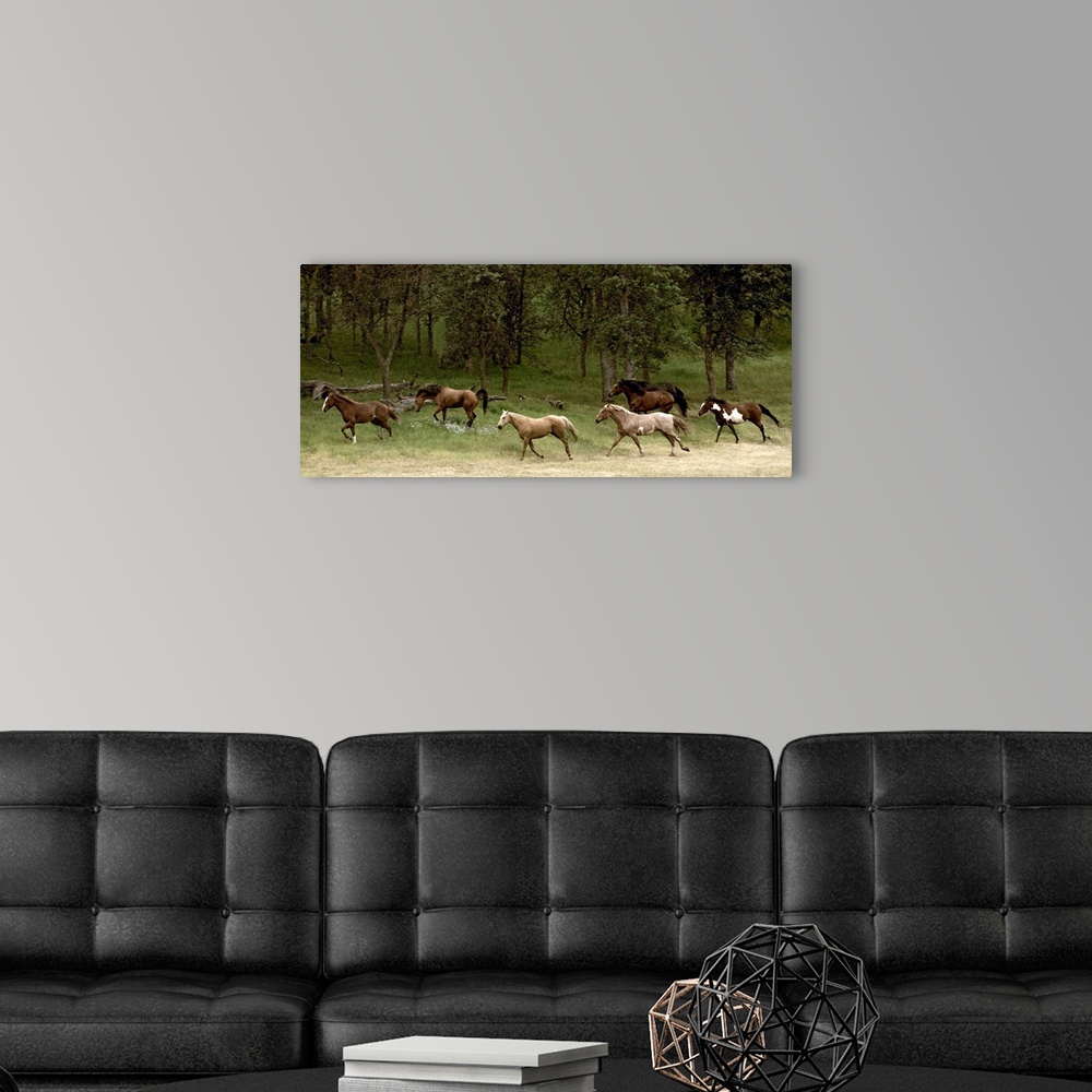 A modern room featuring Panoramic photograph displays seven horses galloping on a dusty trail.  Behind the animals there ...