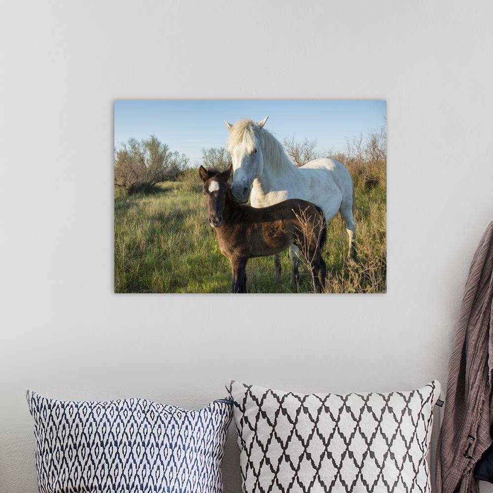A bohemian room featuring White Camargue horse and baby foal in the south of France