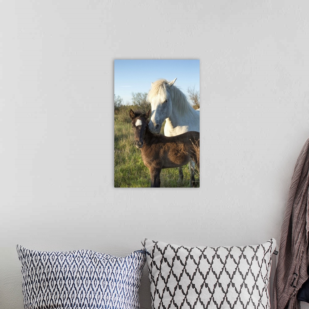 A bohemian room featuring White Camargue horse and baby foal in the south of France