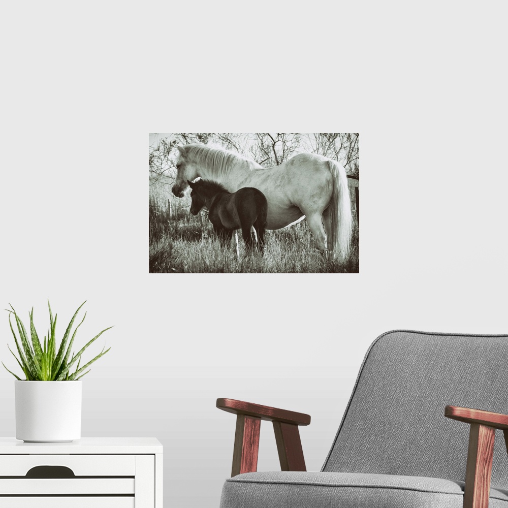 A modern room featuring White Camargue horse and baby foal in the south of France