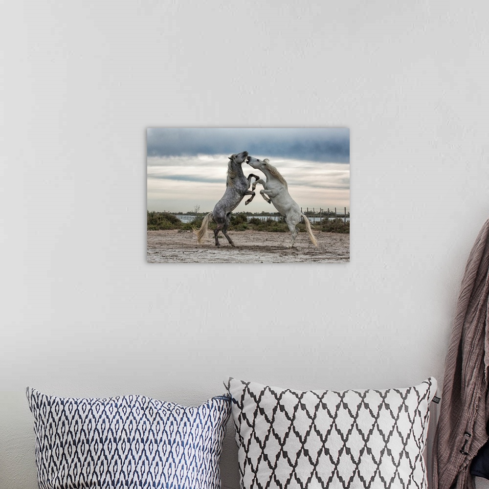A bohemian room featuring White Camargue horse stallions fighting by the water.