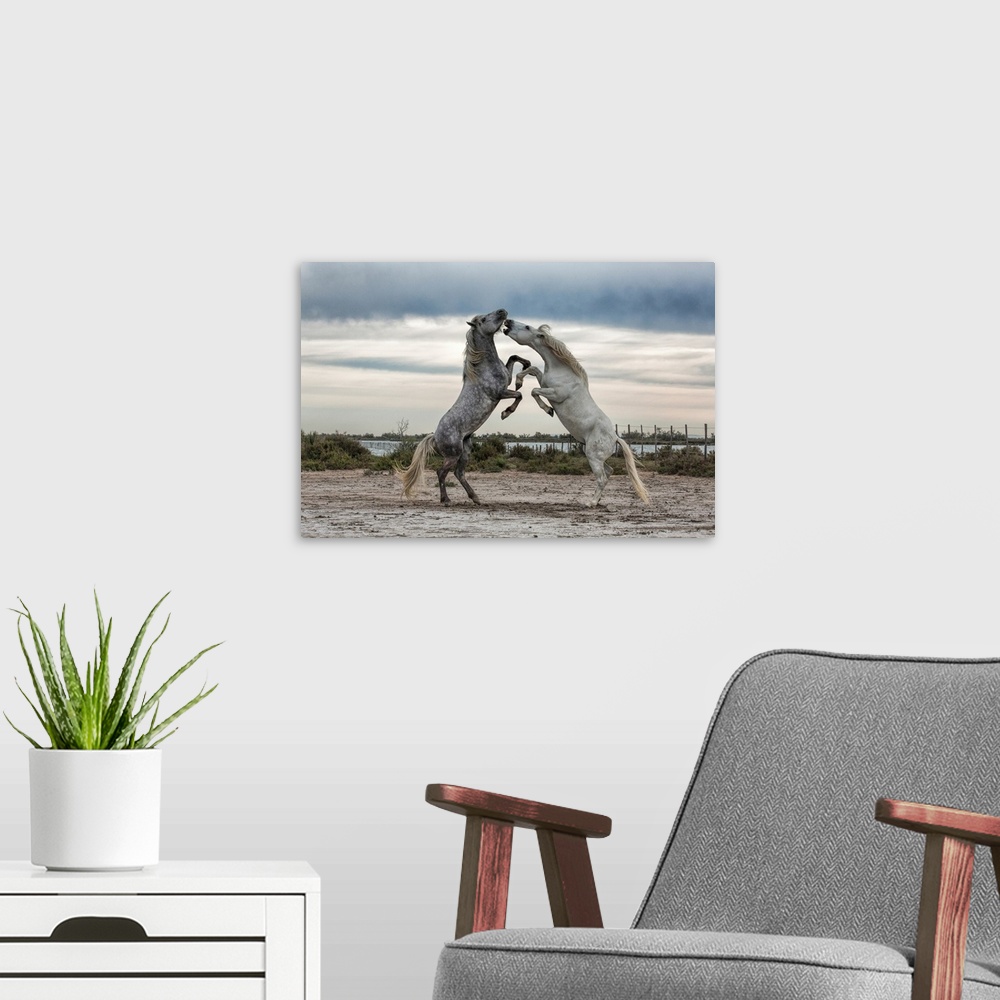 A modern room featuring White Camargue horse stallions fighting by the water.